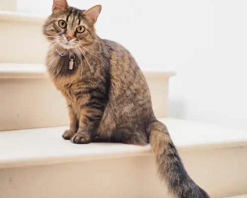Cleo