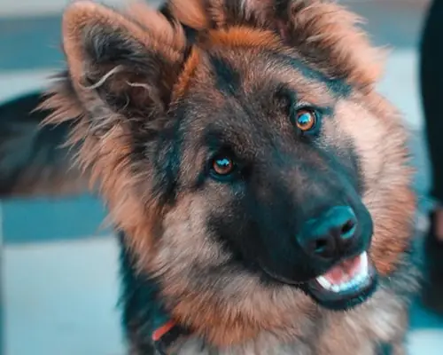 Max