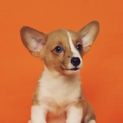 Cooper