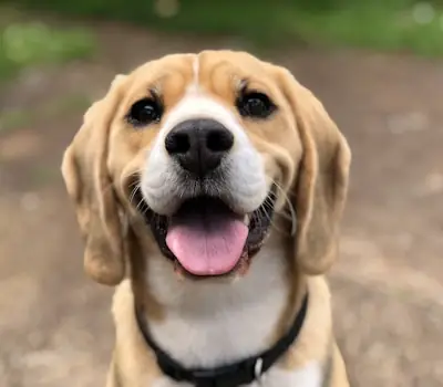 Bella