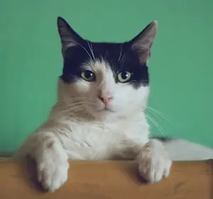 Orange Cat