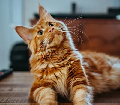Milo
