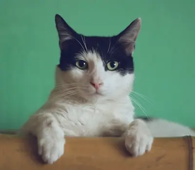 Whiskers